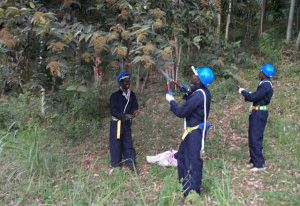 Community environmental restoration and forest work